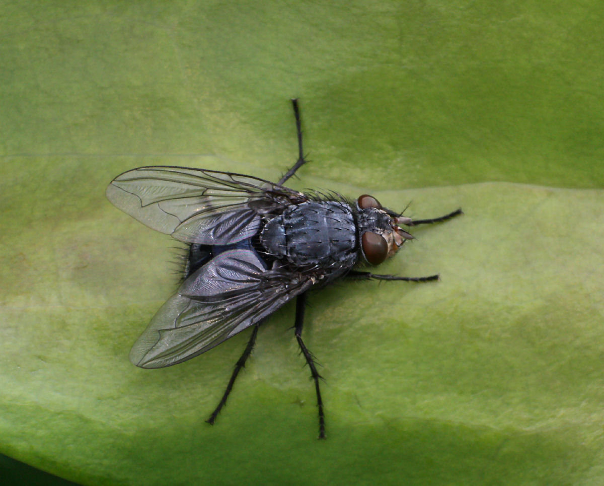 Myospila sp.? No. Calliphora vicina